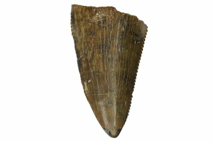 Serrated, Tyrannosaur Tooth Tip - Judith River Formation #144835